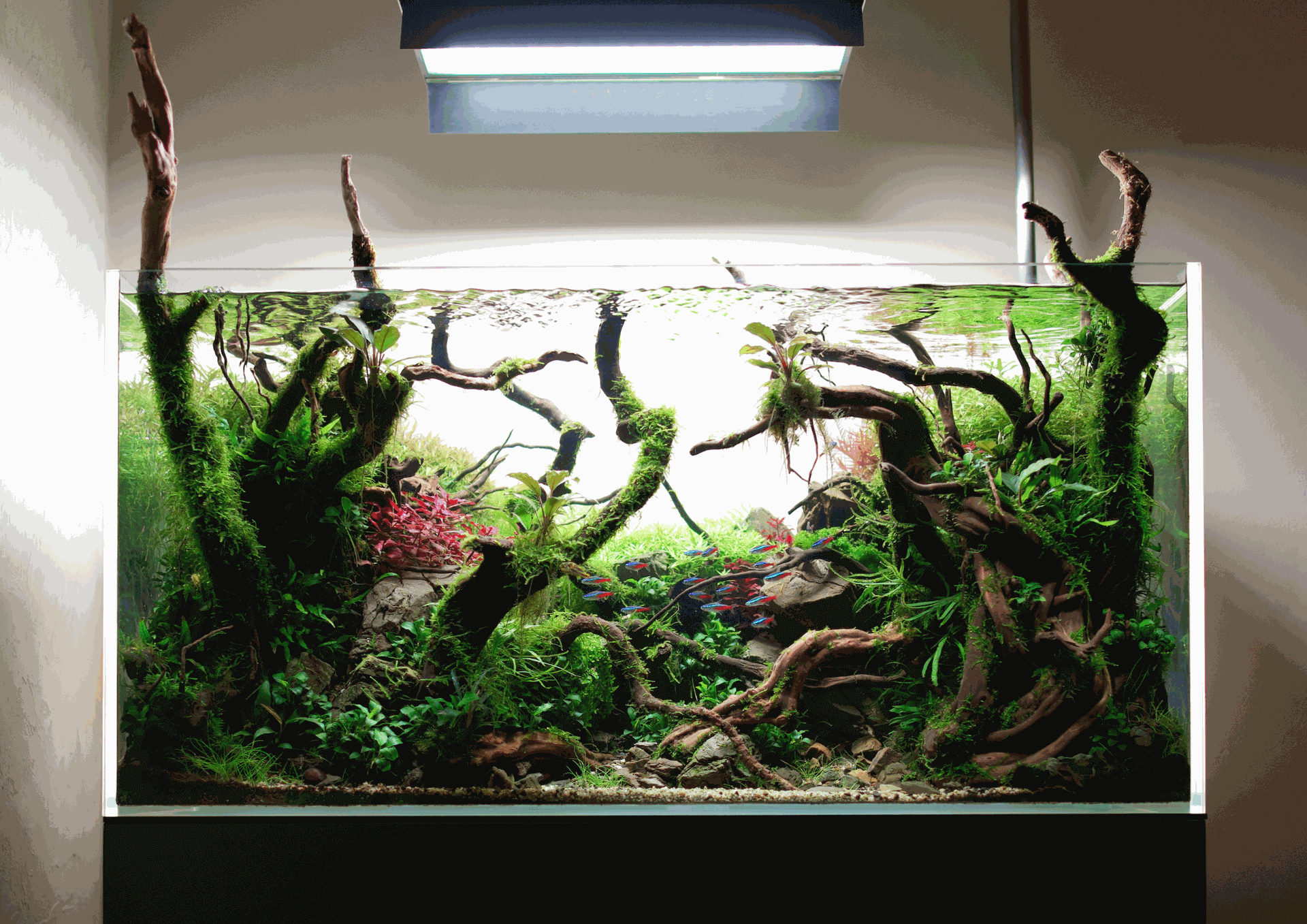 Aquascaping