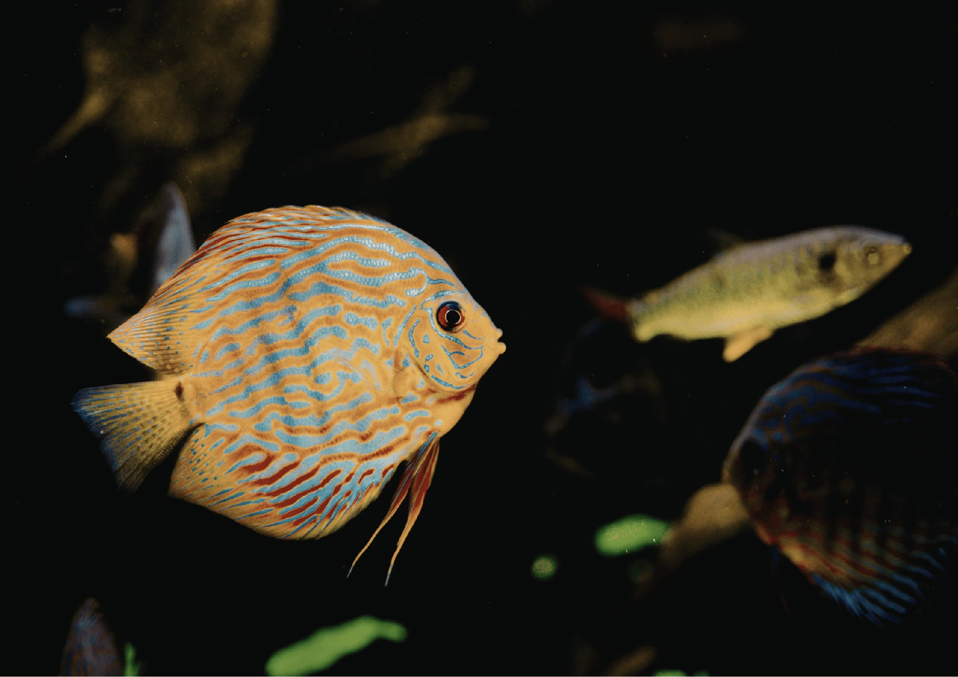 Discus