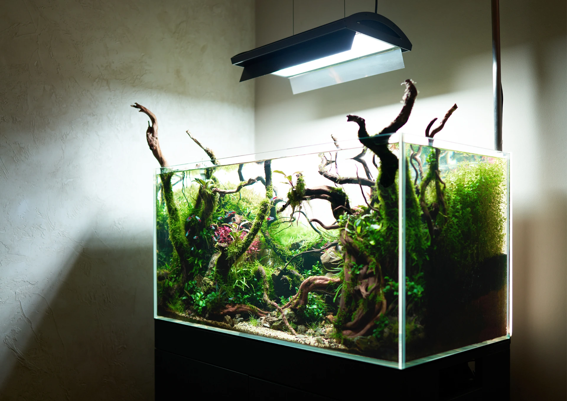 Installation aquascaping