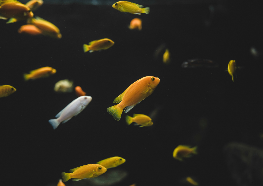 Poissons