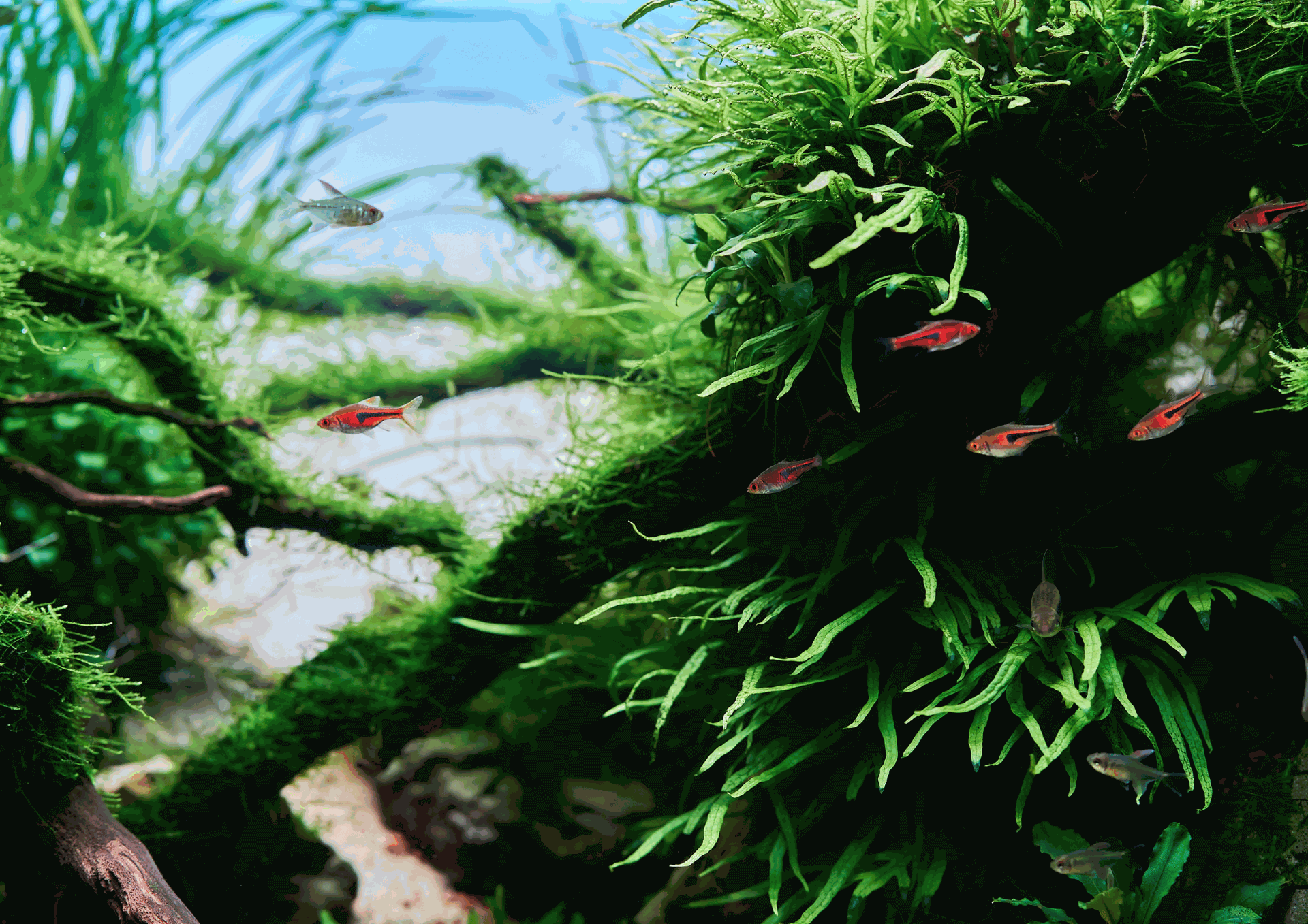 Entretien d'aquariums